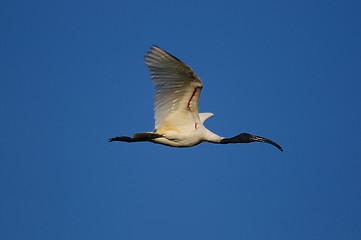 Image showing Black Headed Ibis