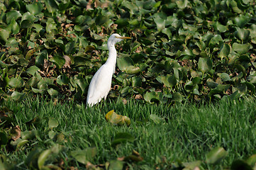 Image showing Egret