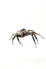 Image showing Jumping Spider