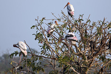 Image showing Painted Stork