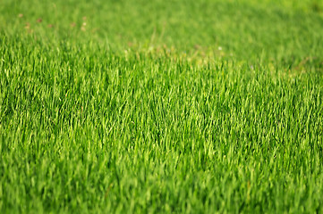 Image showing Green Grass