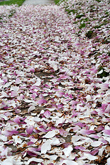 Image showing Cherry Blossoms