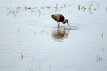 Image showing Glossy Ibis