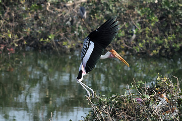 Image showing Painted Stork