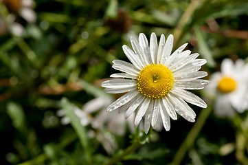 Image showing Shasta Daisies