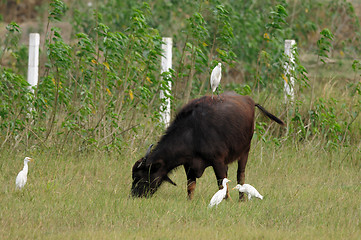 Image showing Cattle Egret