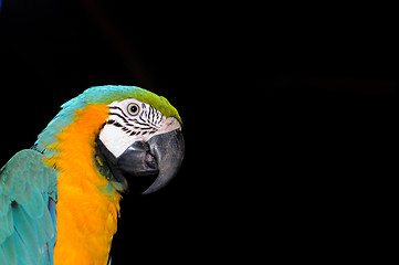 Image showing Macaw