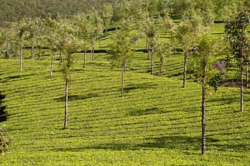 Image showing Tea Plantation