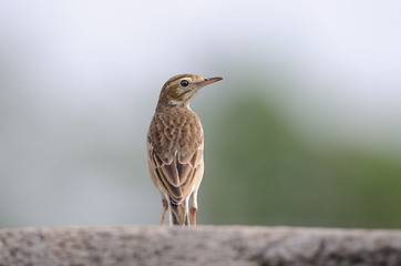 Image showing Paddy field pipit