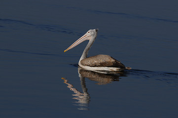 Image showing Spot Billed Pelican