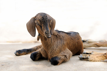 Image showing Goat