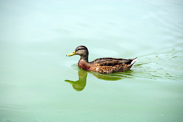 Image showing duck