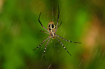 Image showing Jumping Spider