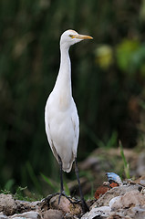 Image showing Pallikaranai