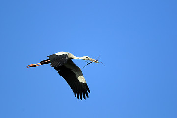 Image showing Asian Openbill stork