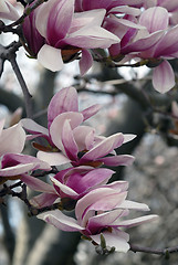 Image showing Cherry Blossoms