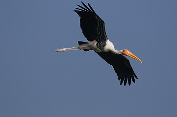 Image showing Painted Stork