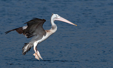 Image showing Spot Billed Pelican