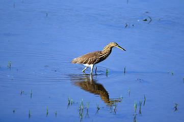 Image showing Indian Pond Heron