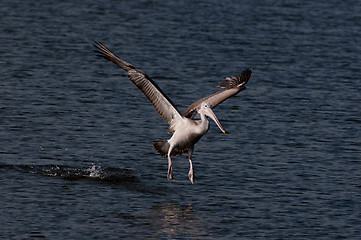 Image showing Spot Billed Pelican