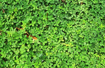 Image showing Green Beautiful Leaves