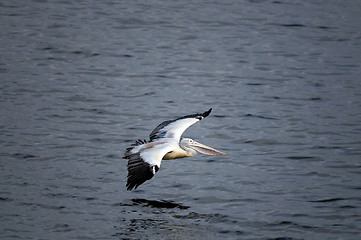 Image showing Spot Billed Pelican