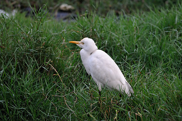 Image showing Egret