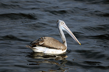 Image showing Spot Billed Pelican