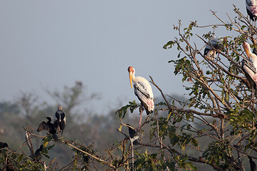 Image showing Painted Stork