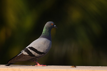 Image showing Pigeon