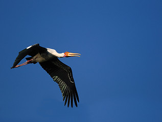 Image showing Painted Stork