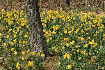 Image showing Daffodils