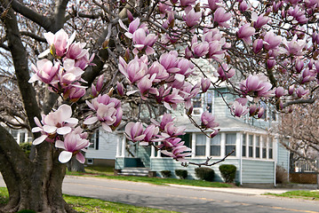 Image showing Cherry Blossom