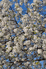 Image showing Cherry Blossoms