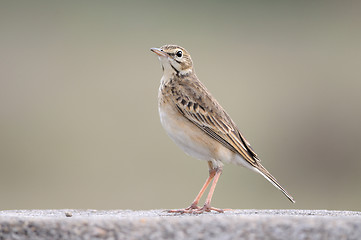 Image showing Paddy field pipit