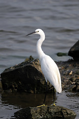 Image showing Egret