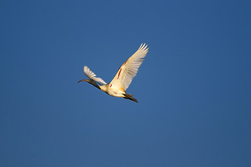 Image showing Black Headed Ibis