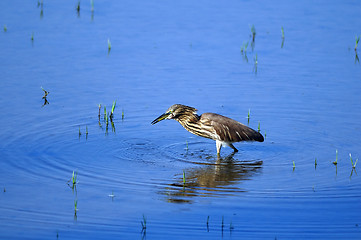 Image showing Indian Pond Heron