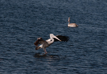 Image showing Spot Billed Pelican