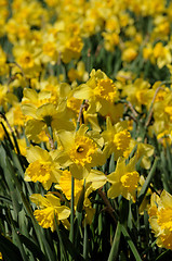 Image showing Daffodil