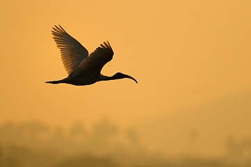 Image showing Spot Billed Pelican