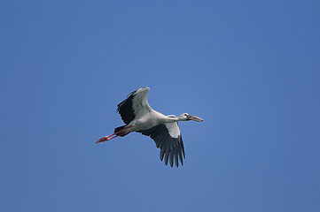 Image showing Asian Openbill stork