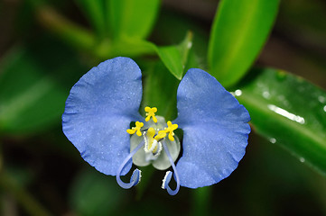 Image showing Swamp Dayflower