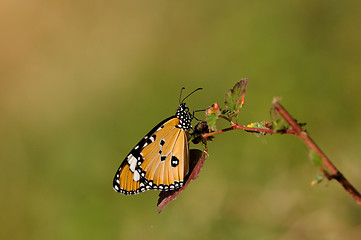 Image showing Plain Tiger