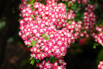 Image showing Cherry Blossoms