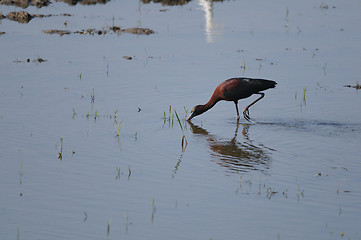 Image showing Glossy Ibis