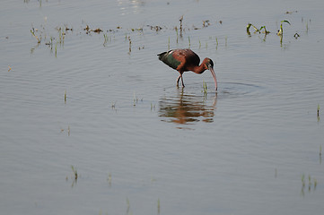 Image showing Glossy Ibis