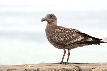 Image showing Sea Gull