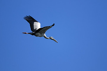 Image showing Asian Openbill stork