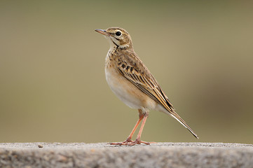 Image showing Paddy field pipit